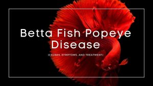 Betta Fish Popeye