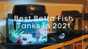 Betta Fish Tanks