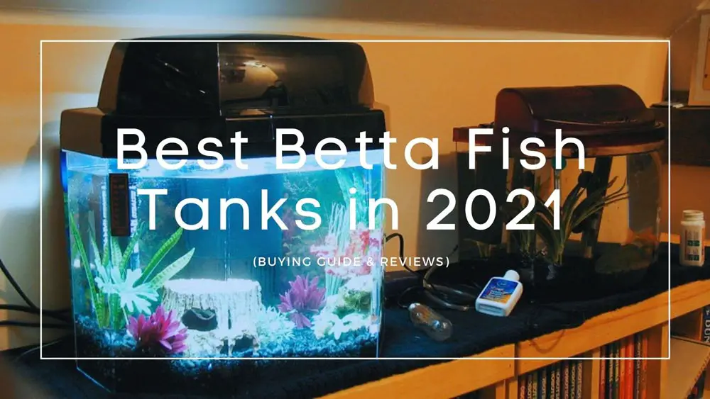 The 7 Best Betta Fish Tank in 2021 (Buying Guide & Reviews)