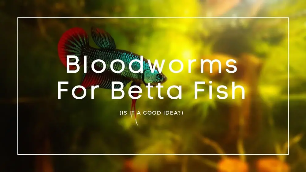 Bloodworms For Betta Fish