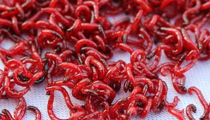 Live Bloodworms for Bettas