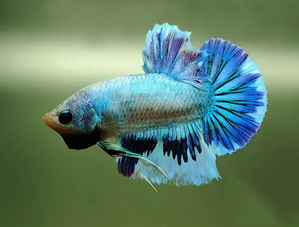 Marble betta