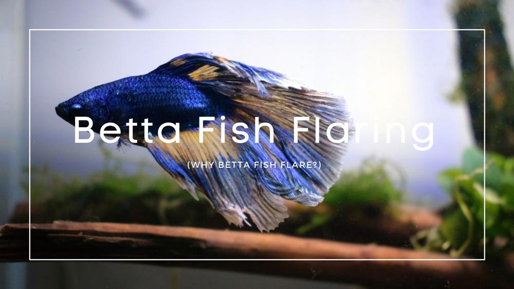 Betta Fish Flaring