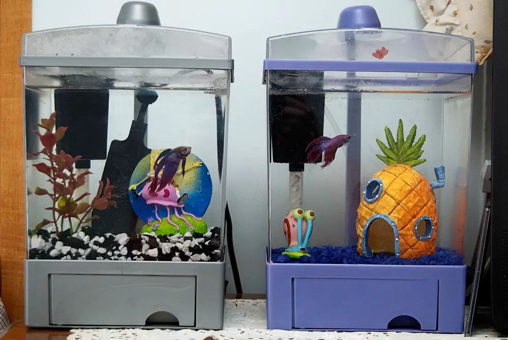 do you need a heater for a betta fish