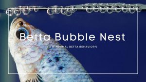 Betta Bubble Nest