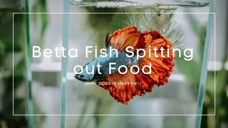 Betta Fish Spitting out Food
