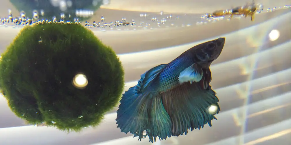 Betta Fish Spitting out Food Why Does It Happen AquariumFishCity 
