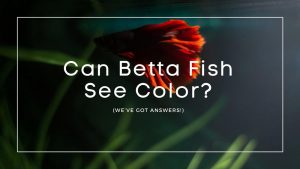Can Betta Fish See Color