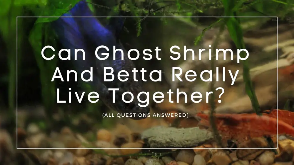 Ghost Shrimp And Betta