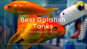Best Goldfish Tanks
