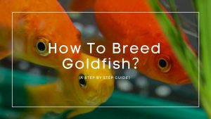 How To Breed Goldfish