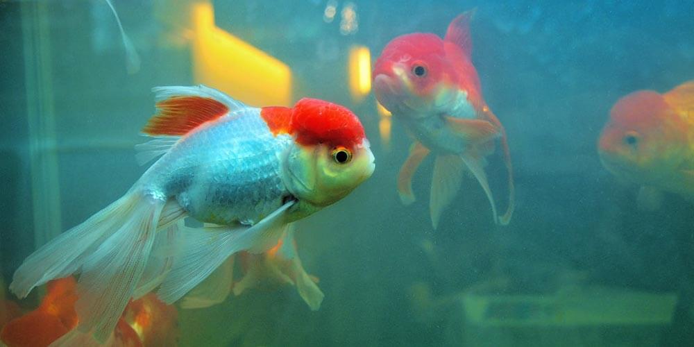 best goldfish tanks