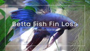 Betta Fish Fin Loss