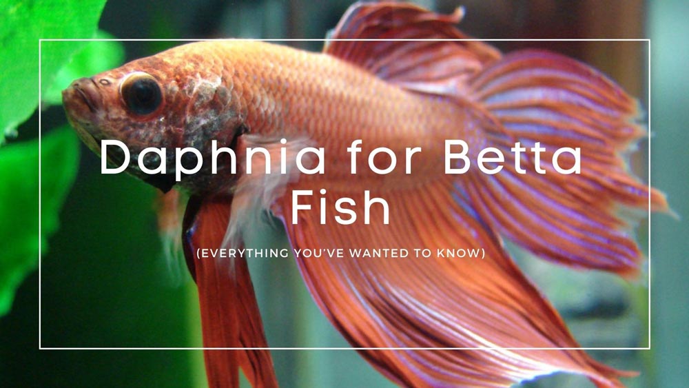 Daphnia for Betta Fish