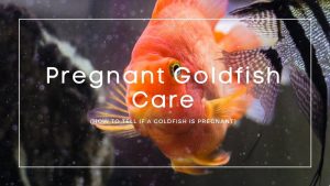 Pregnant Goldfish Care