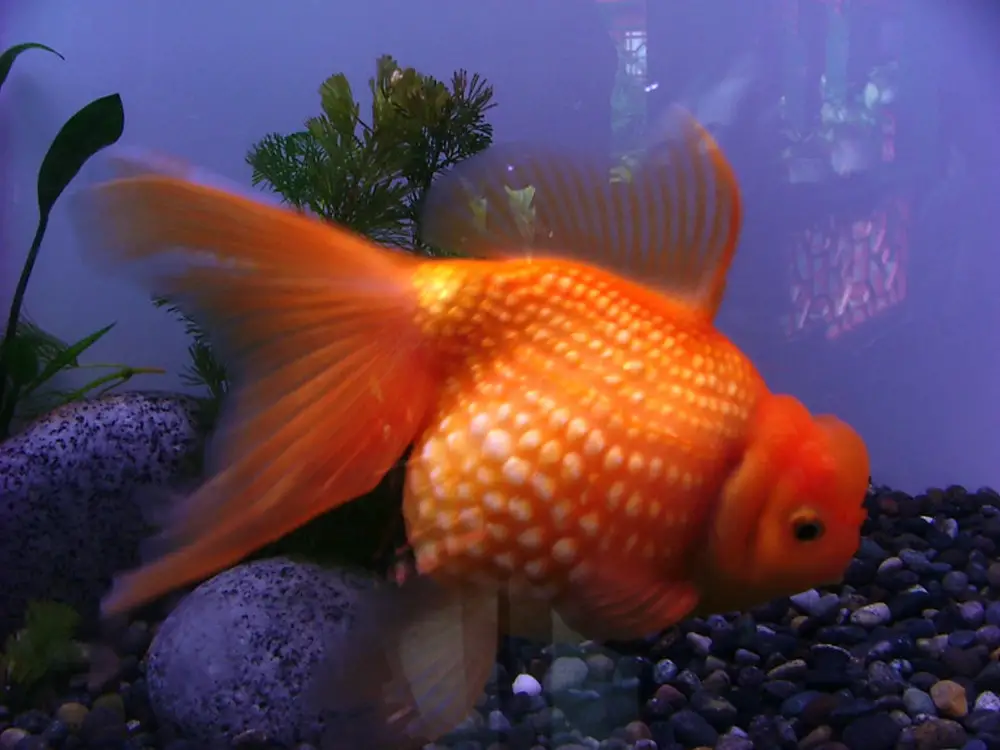 Pregnant Goldfish