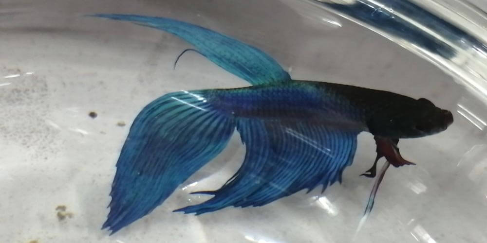 What Exactly Causes Betta Fish Fin Rot