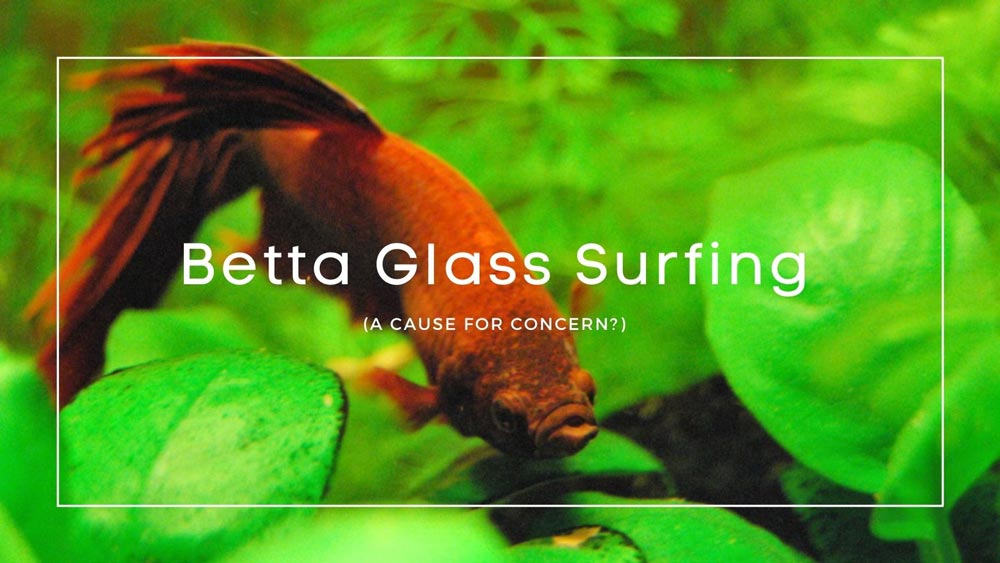 Betta Glass Surfing