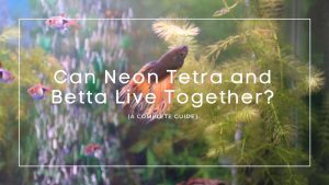 Neon Tetra and Betta