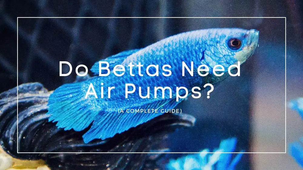 Do Betta Fish Need Air Pump? A Breakdown - AquariumFishCity | Guide for Fishes and Aquarium Lovers