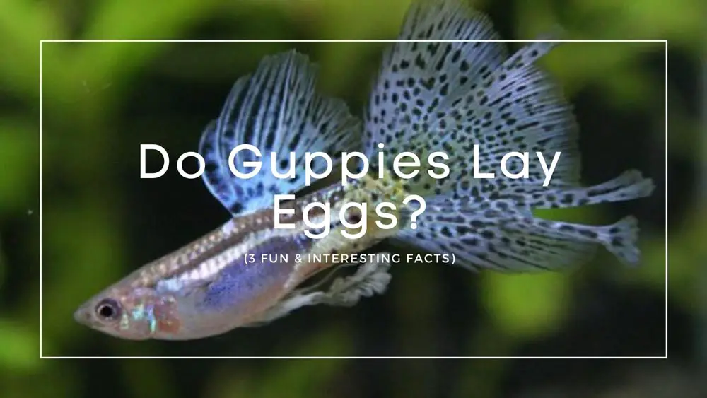 Do Guppies Lay Eggs