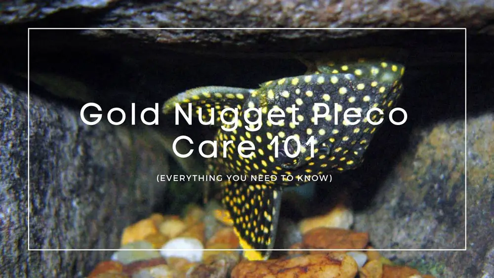 Gold Nugget Pleco