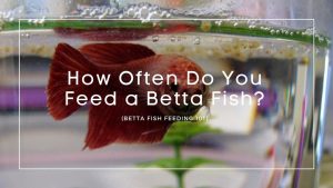 how often do you feed a betta fish