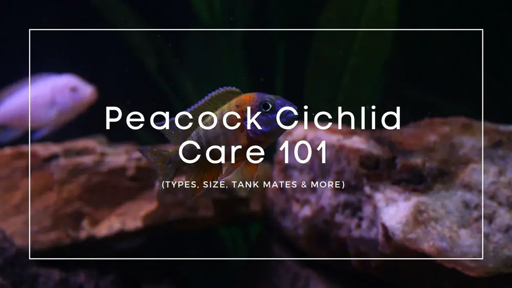 Peacock Cichlid Care