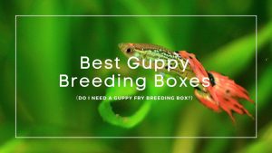 Best Guppy Breeding Boxes