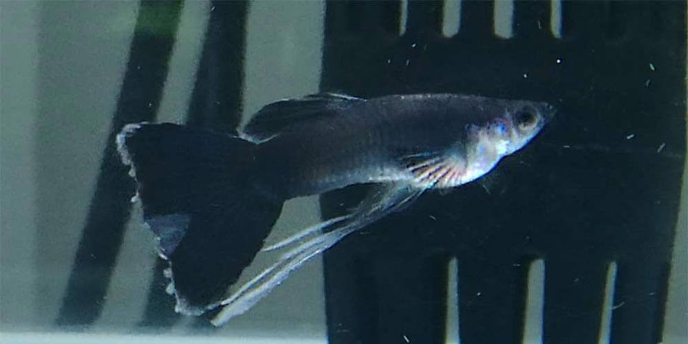 Major Fin Rot In Guppies
