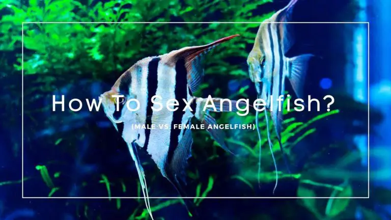 How To Sex Angelfish