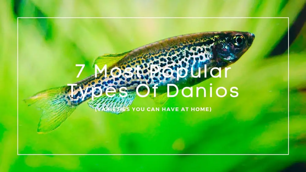 7 Most Popular Types Of Danios
