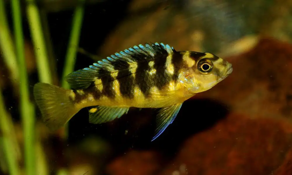 Bumblebee-Cichlid