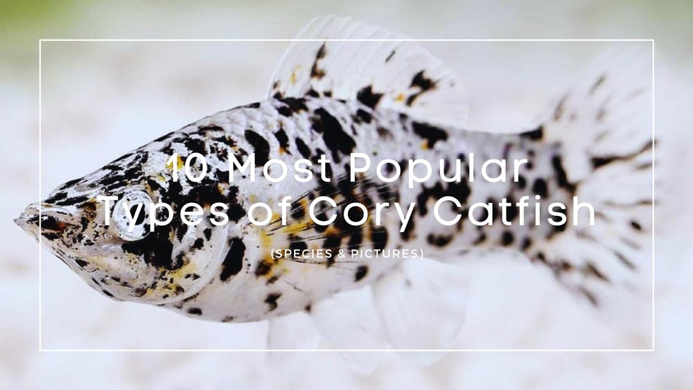 Types of Cory Catfish