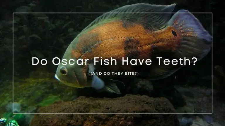does oscar fish have teeth