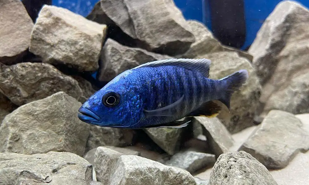 Electric-Blue-African-Cichlid