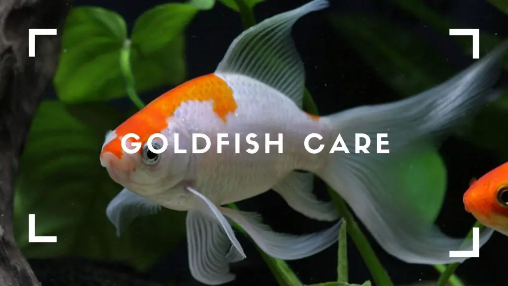 Goldfish care