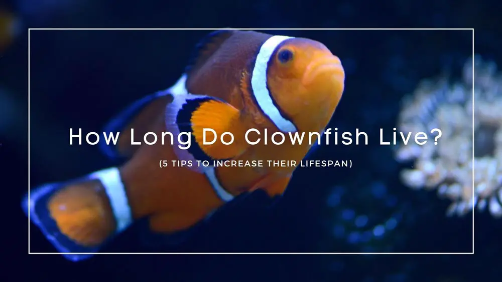 How Long Do Clownfish Live
