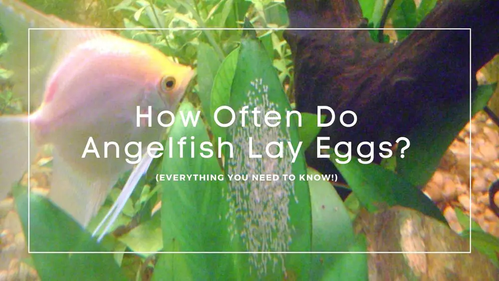 How Often Do Angelfish Lay Eggs