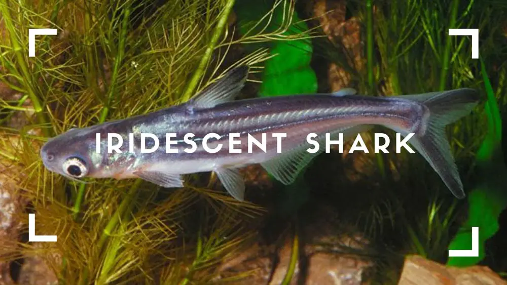 Iridescent-shark