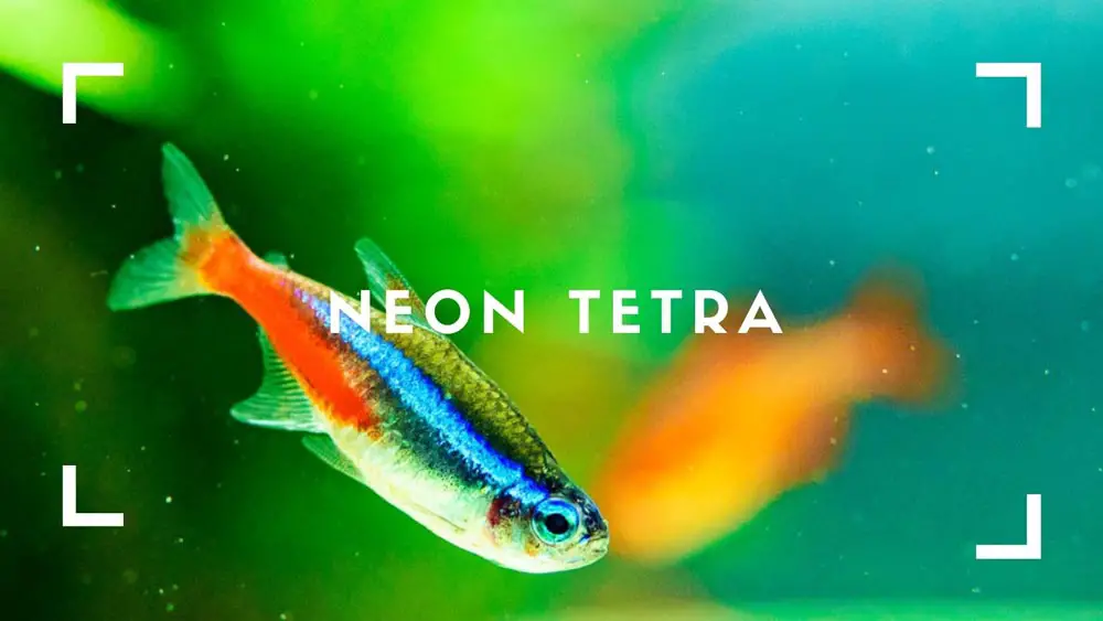 Neon Tetra Care