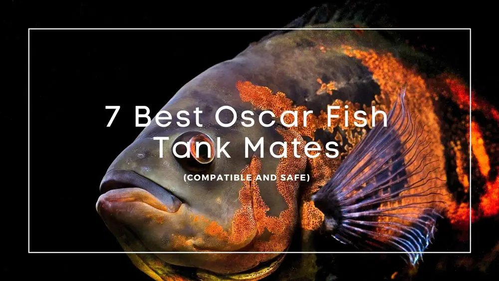 Oscar Fish Tank Mates