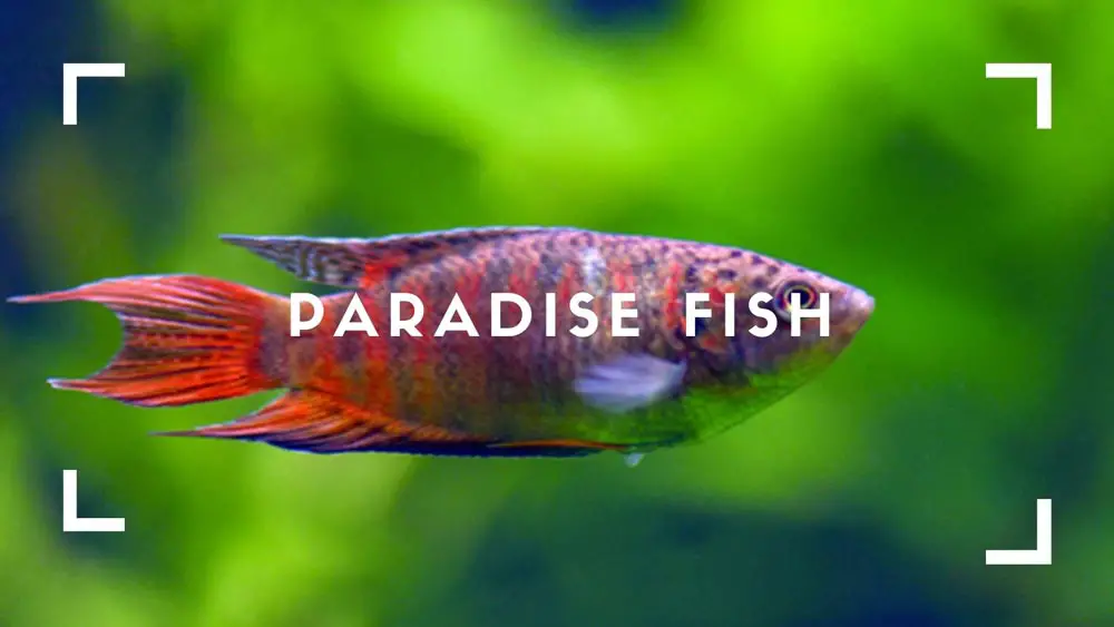Paradise Fish