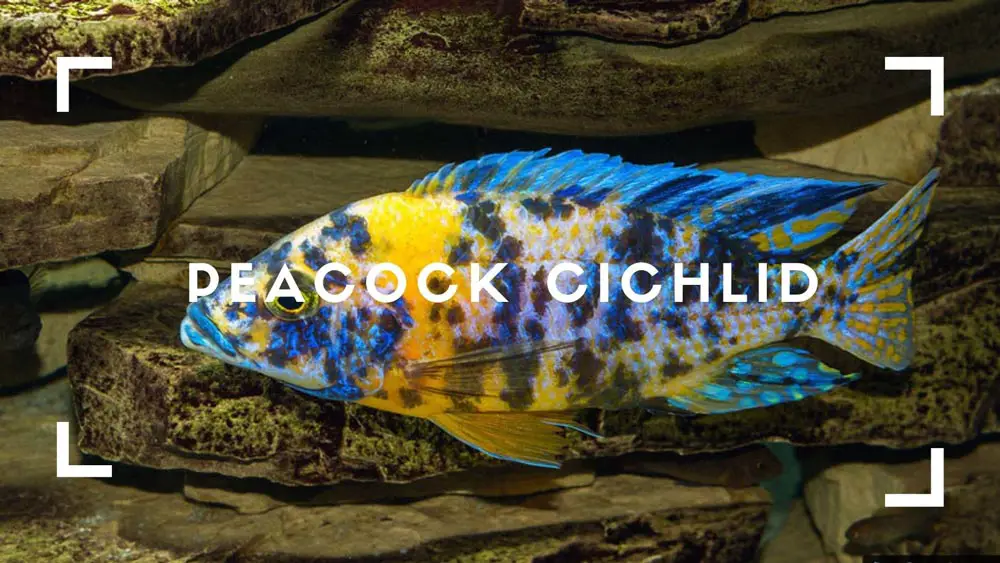 Peacock Cichlid