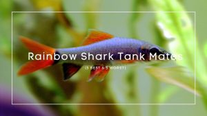 Rainbow Shark Tank Mates