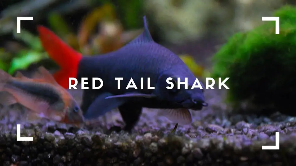 Red Tail Shark
