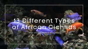 Types of African Cichlids