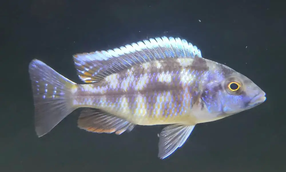 13 Different Types of African Cichlids (With Pictures)