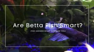 Are Betta Fish Smart