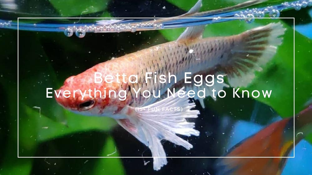 Betta Fish Eggs: Everything You Need to Know (15+ Fun Facts)